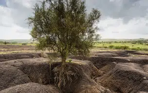 FAO alerta sobre degradação de um terço dos solos do planeta