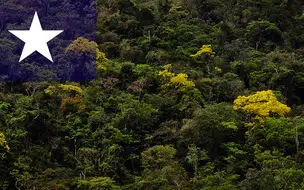 Piauí reduz desmatamento da Mata Atlântica em 76%