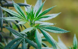 Anvisa discute regulação da produção da cannabis medicinal