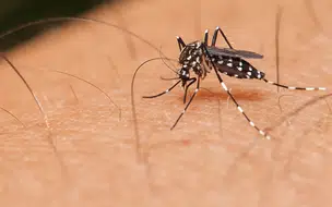 Piauí tem queda nos casos de dengue e aumento de Chikungunya diz SESAPI