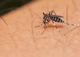 Boletim aponta queda de 92% nos casos de dengue em Teresina