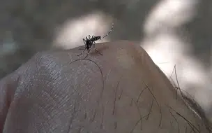 Piauí confirma dez mortes por dengue em 2022