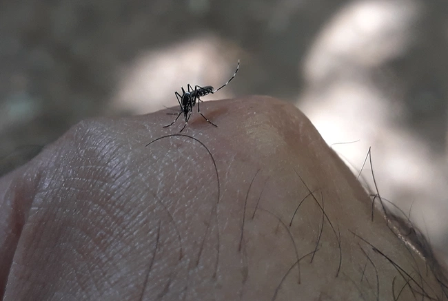 Mosquito Aedes aegypti, causador do vírus da dengue e chikungunya