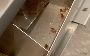 Vídeo flagra baratas em quiosque de Fast Food e viraliza em Teresina