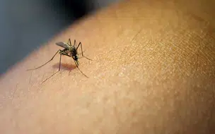 Casos de dengue apresentam redução de 80,5% no Piauí informa SESAPI