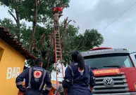 Jovem sofre descarga ao realizar poda de árvore e é resgatado em Piripiri