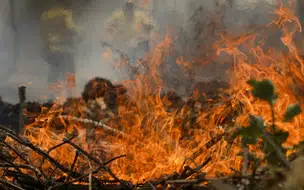 Quase 1/4 do território brasileiro pegou fogo nos últimos 40 anos