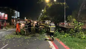 Bombeiros auxiliam na retirada da árvore do local