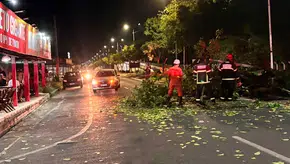 Parte da via ficou obstruída com a queda da árvore