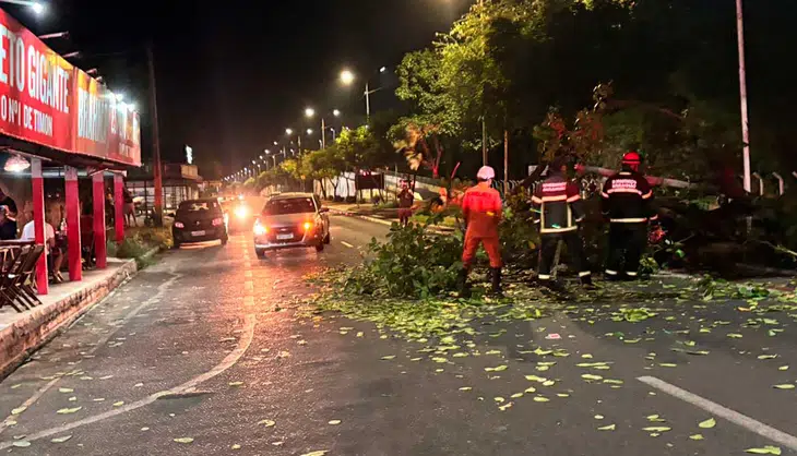 Parte da via ficou obstruída com a queda da árvore