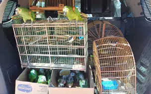 PRF resgata 14 aves silvestres mantidas em cativeiro ilegal em Dom Expedito Lopes