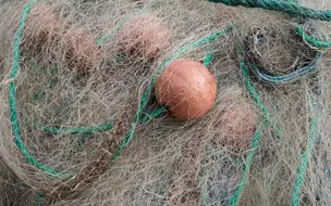 Secretaria de Meio Ambiente de Coivaras alerta sobre o período de defeso da piracema