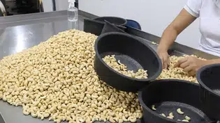 Produção de castanha de caju cai no Piauí, em razão de  pragas e da seca