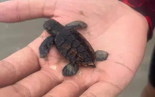 Filhotes e ovos de tartarugas marinhas são resgatados no litoral piauiense