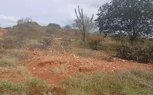Seca Verde é identificada em 127 municípios piauienses