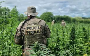 PF erradica mais de 300 mil pés de maconha no Piauí, Pernambuco e Paraíba