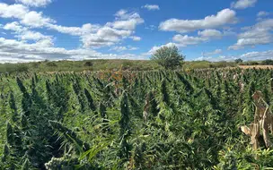 PF prende oito suspeitos durante erradicação de maconha em São Francisco de Assis do Piauí