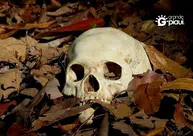 Crânio humano é encontrado em área de matagal na zona Norte de Teresina