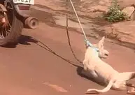VÍDEO: Cachorro sendo arrastado por moto gera revolta em codó-MA