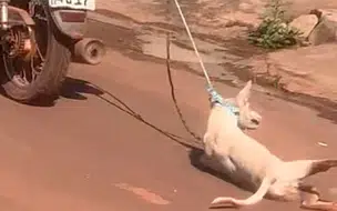 VÍDEO: Cachorro sendo arrastado por moto gera revolta em codó-MA
