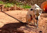 Aprovado em primeira votação PL que veda acorrentamento permanente de cães e gatos
