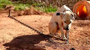 Aprovado em primeira votação PL que veda acorrentamento permanente de cães e gatos