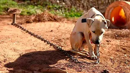 Aprovado em primeira votação PL que veda acorrentamento permanente de cães e gatos
