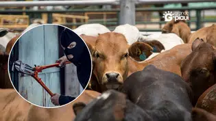 Alerta aos pequenos criadores de gado: cuidado com ligações e mensagens de falsos compradores