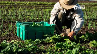 Prefeitura de Coivaras investe R$ 150 mil na agricultura familiar com novo edital do PAA